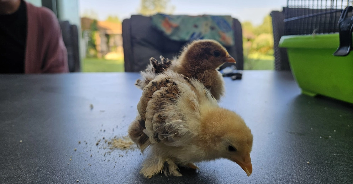 Nieuwe bewoners op de camping 5